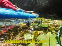 /home//u458753944/public_html/sourcegallery////Frogs/Bullfrogs 2016-08 Ontario/P8081390.JPG